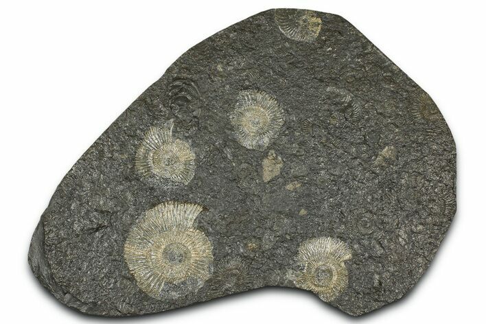 Fossil Ammonite (Dactylioceras) Cluster - Posidonia Shale, Germany #368170